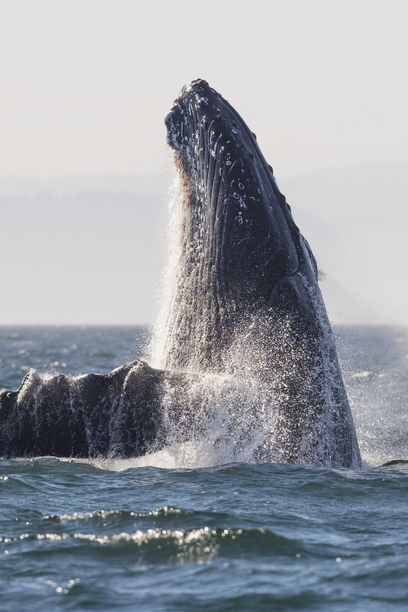 Bultrug die uit het water komt in Canada - reizen met Explore