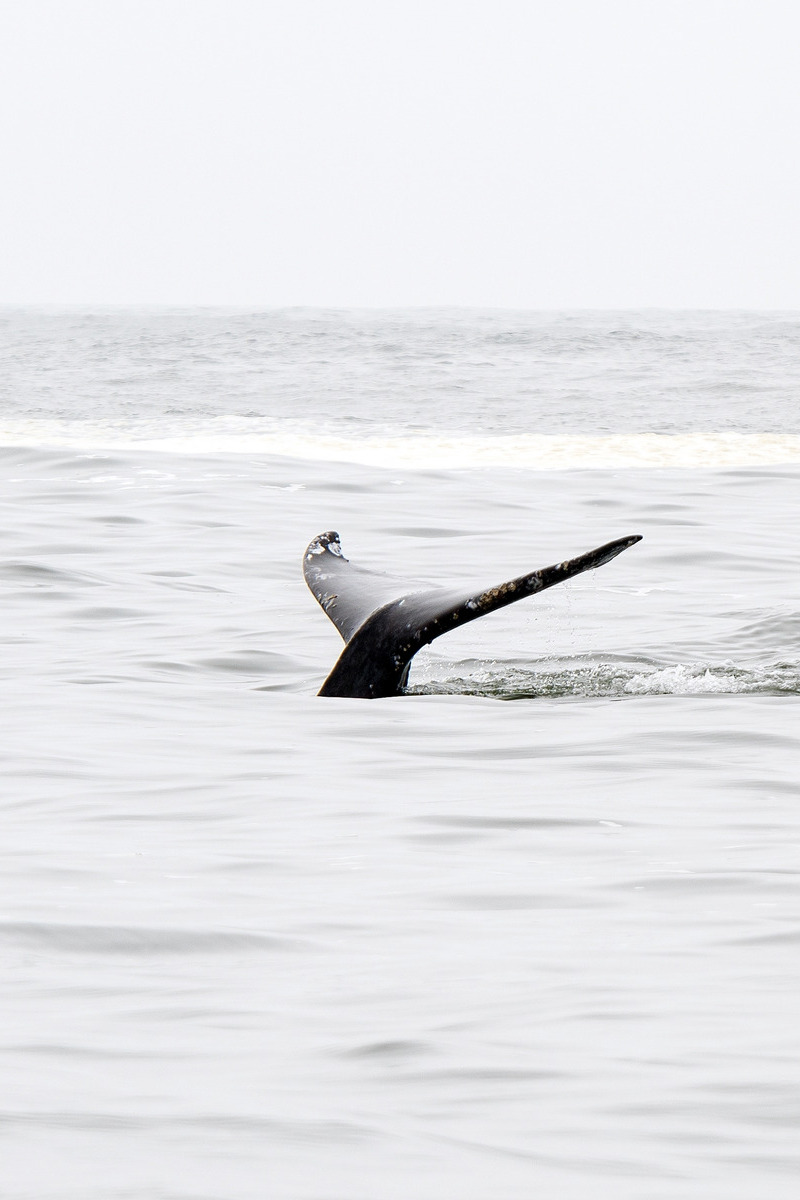 Staart van een bultrug die boven water komt in Canada - reizen met Explore