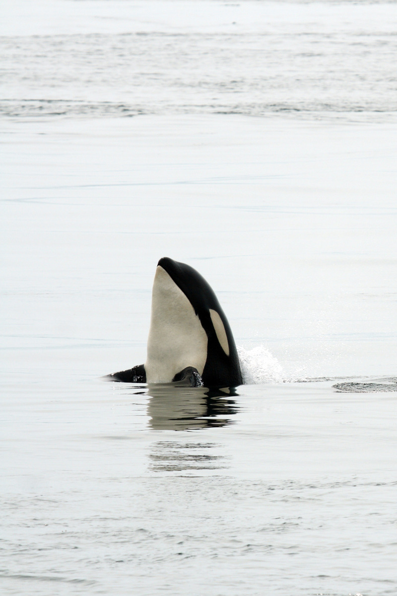 Orka in het water in Canada - reizen met Explore
