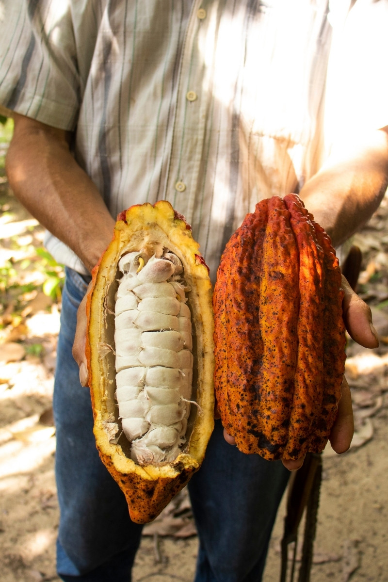 Koffieboon uit Salento, Colombia - reizen met Explore