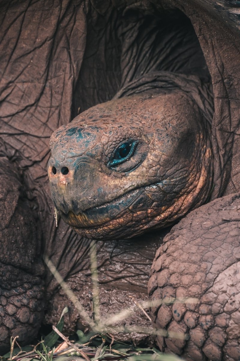 Schildpad op Galapagos - reizen met Explore