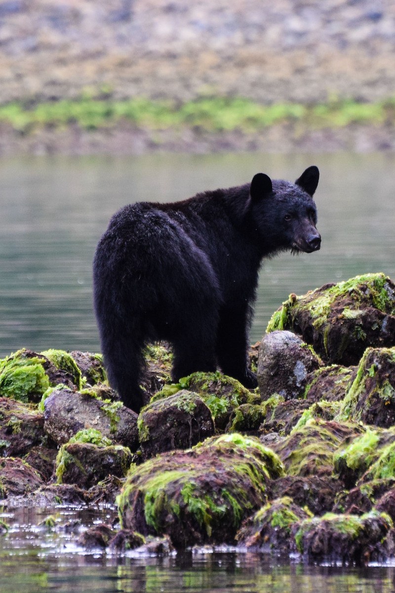 Zwarte beer in Tofino en Ucluelet - reizen met Explore