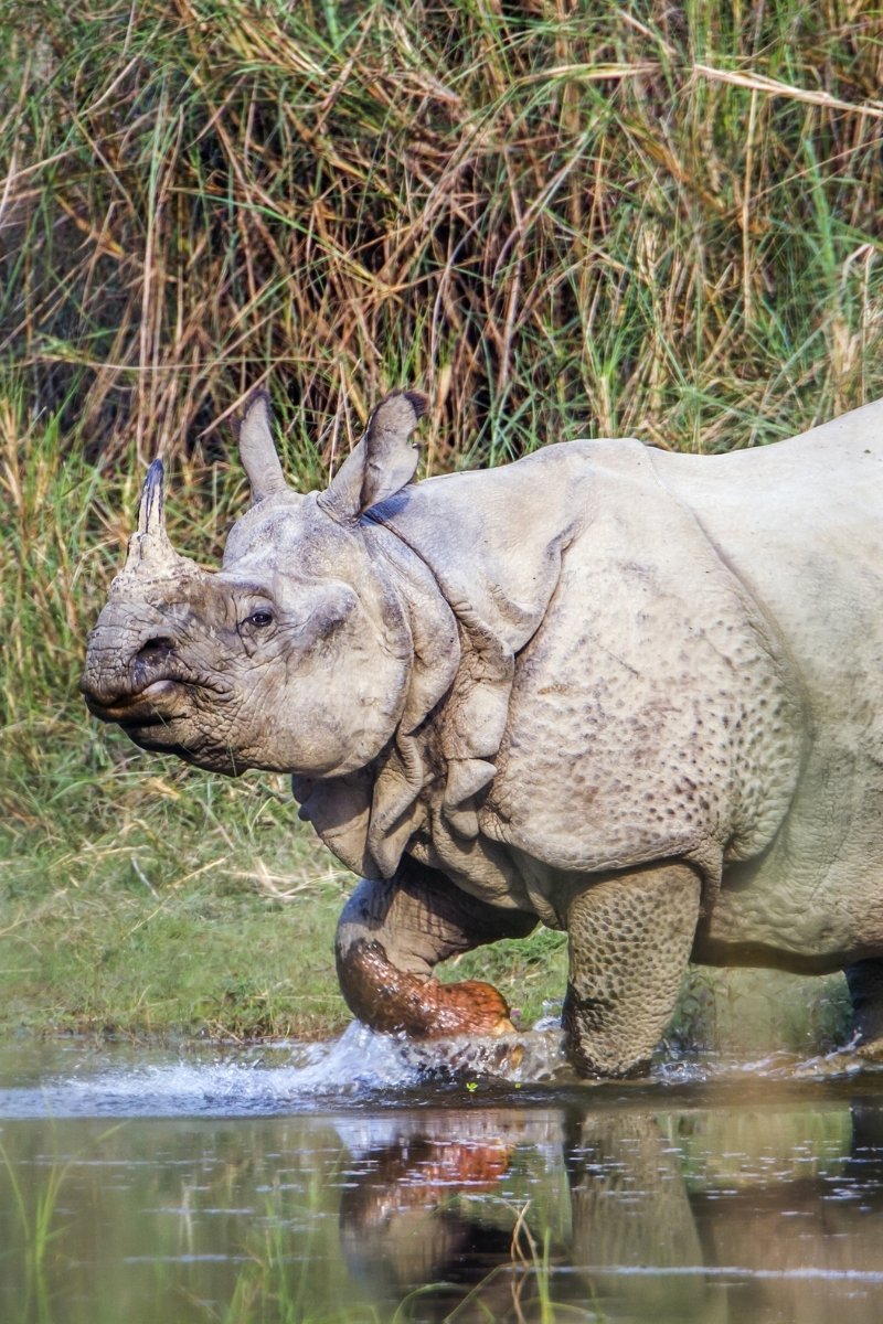 Neushoorn in Bardia National Park in Nepal - reizen met Explore