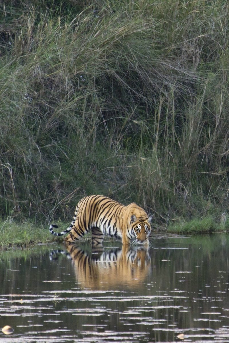 Tijger in Bardia National Park in Nepal - reizen met Explore