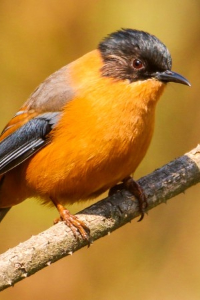 Gele vogel in Bhutan - reizen met Explore