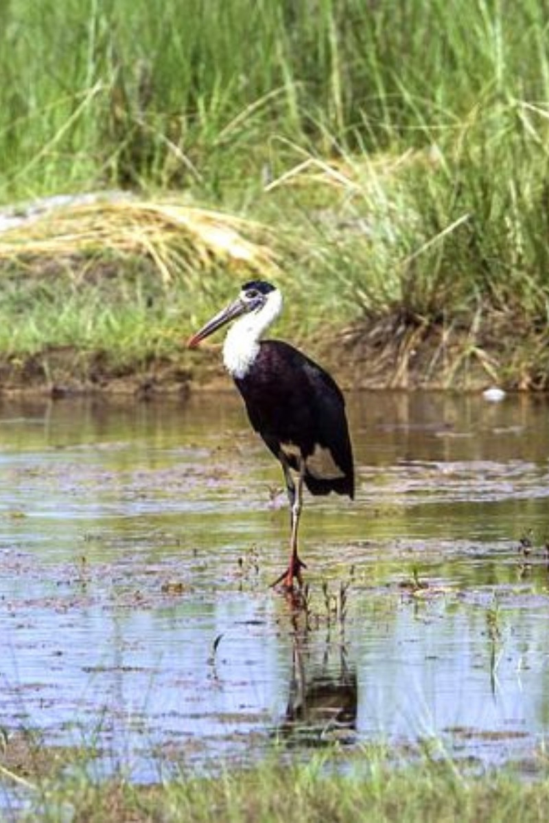 Vogel in Bardia National Park in Nepal - reizen met Explore
