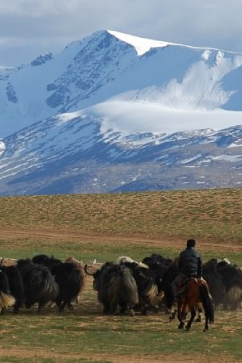 Yaks aan het Pangong meer in Ladakh, India - reizen met Explore