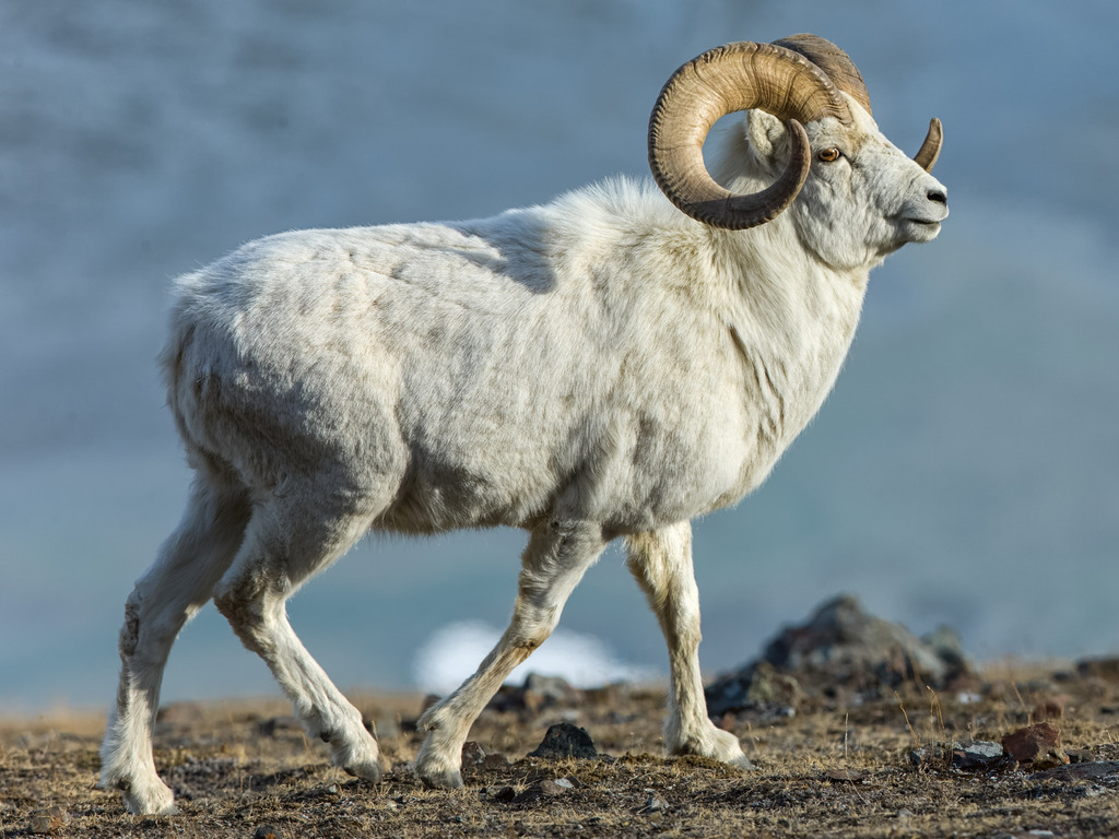 Dall Sheep in Alaska