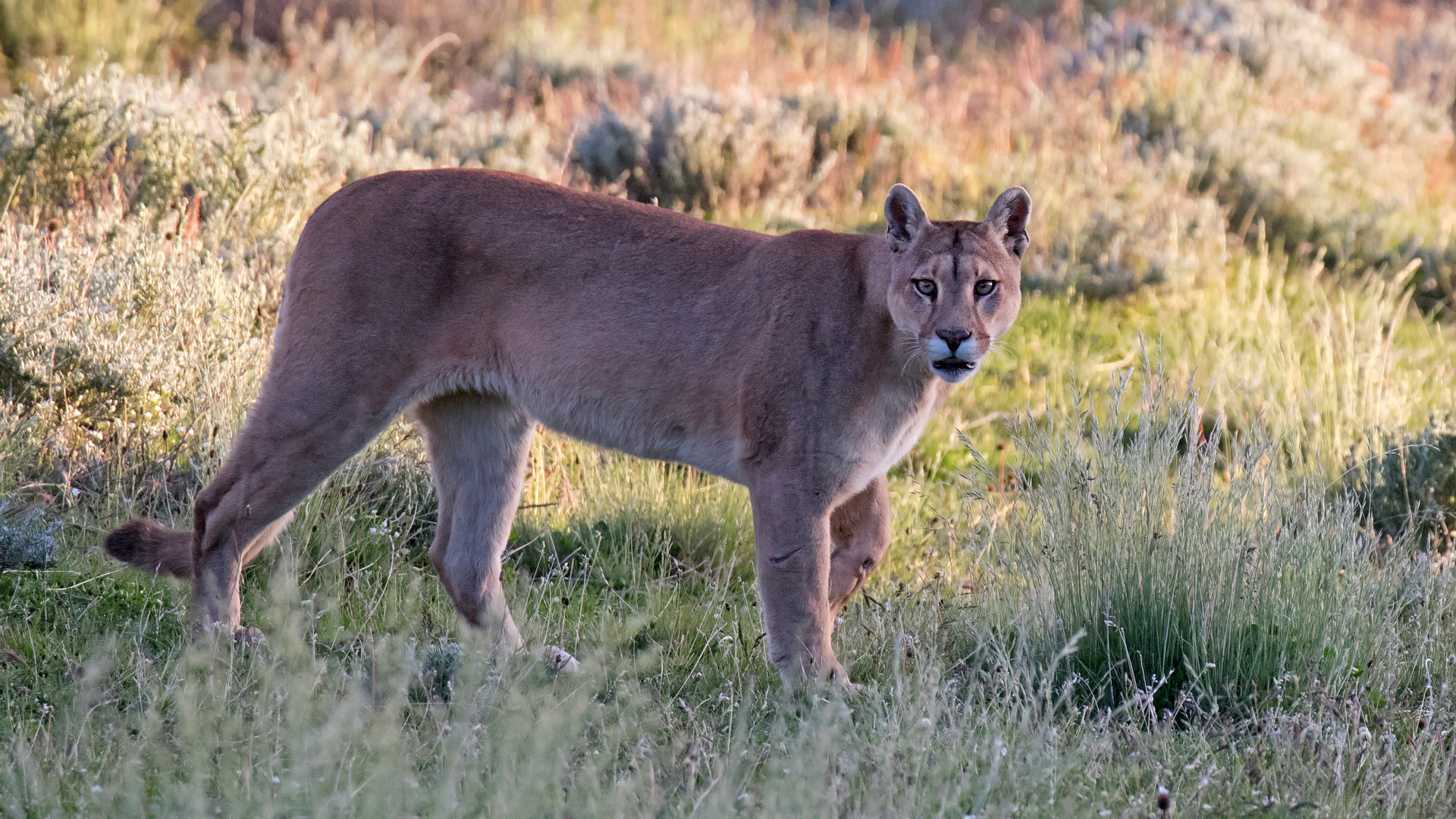 Spot puma’s in Patagonië