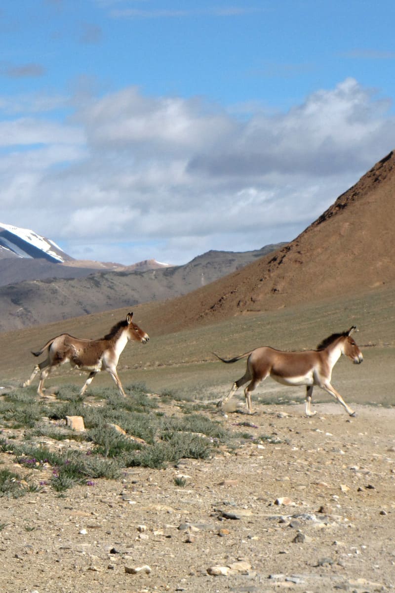 Running donkeys in the Ladakh mountains