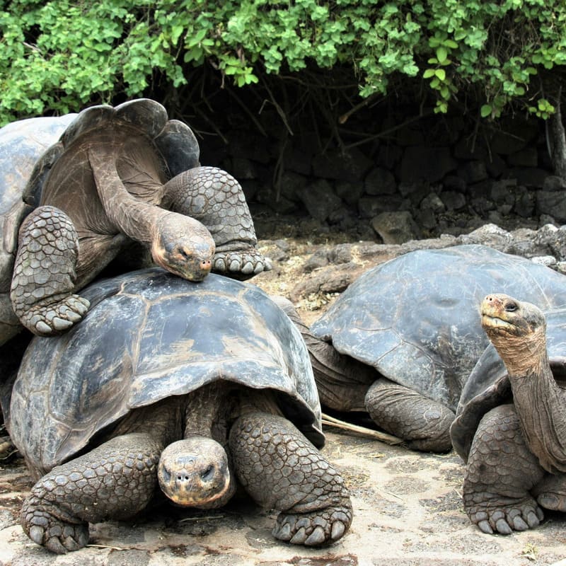 familiereizen met Explore