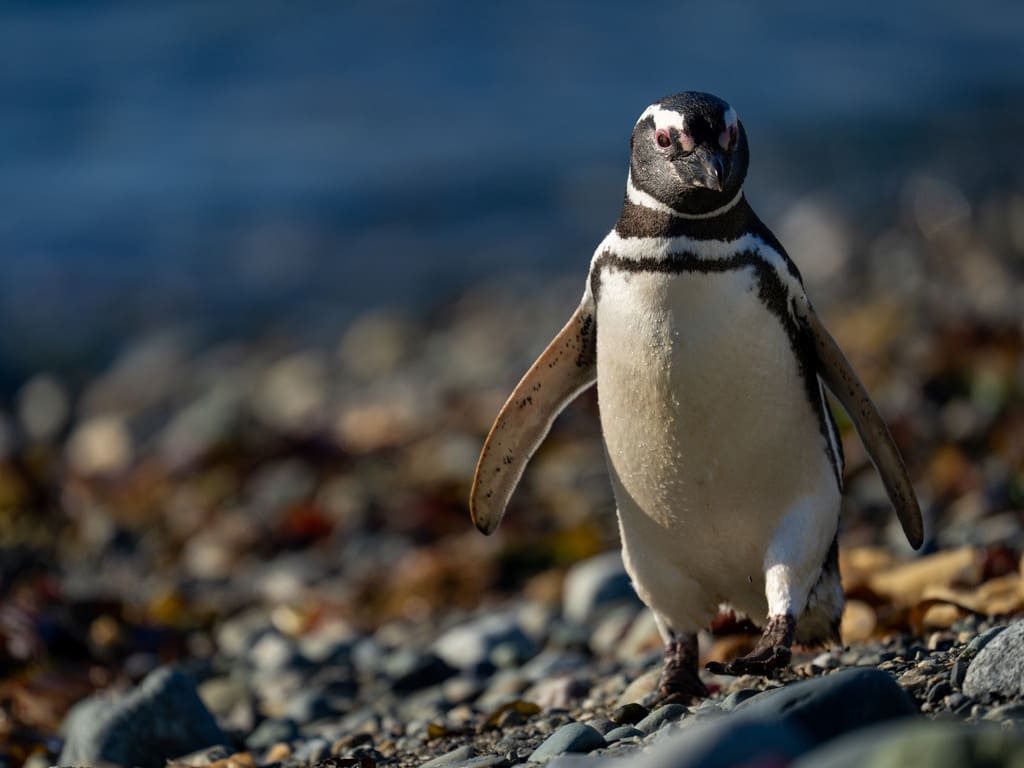 reizen naar Chili met Explore