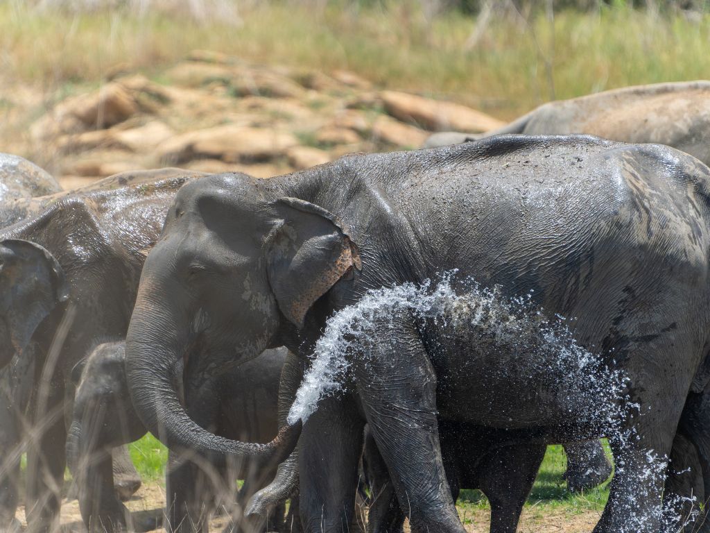 reizen naar Sri Lanka met Explore