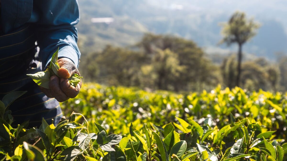reizen naar Sri Lanka met Explore