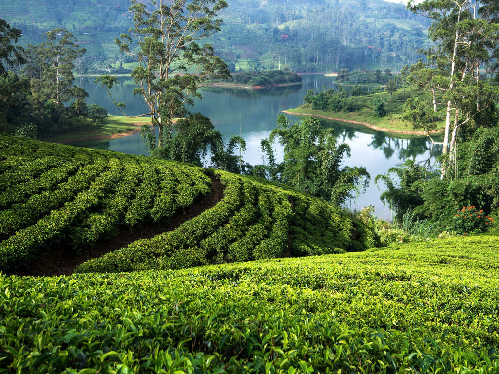 reizen naar Sri Lanka met Explore