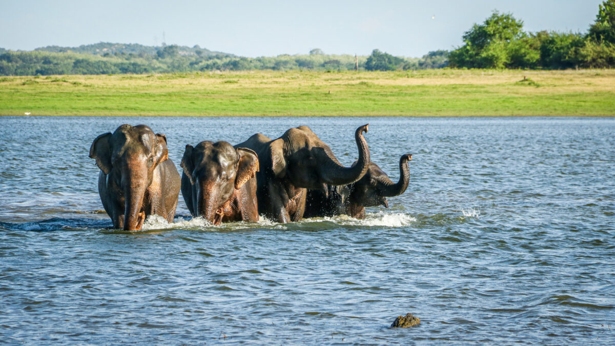 reizen naar Sri Lanka met Explore