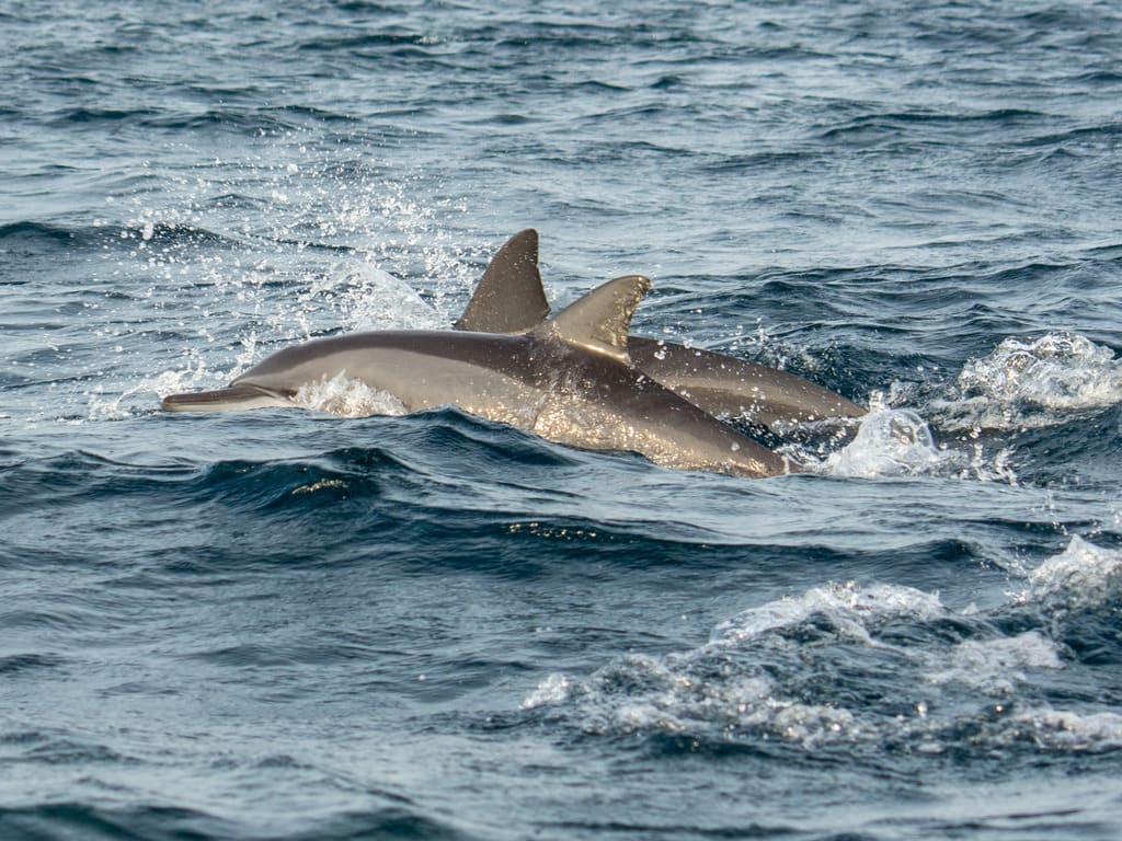 reizen naar Sri Lanka met Explore