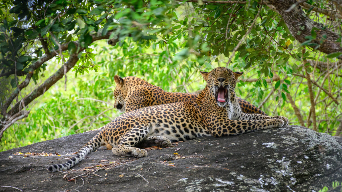 reizen naar Sri Lanka met Explore