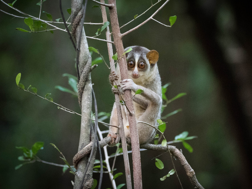 reizen naar Sri Lanka met Explore