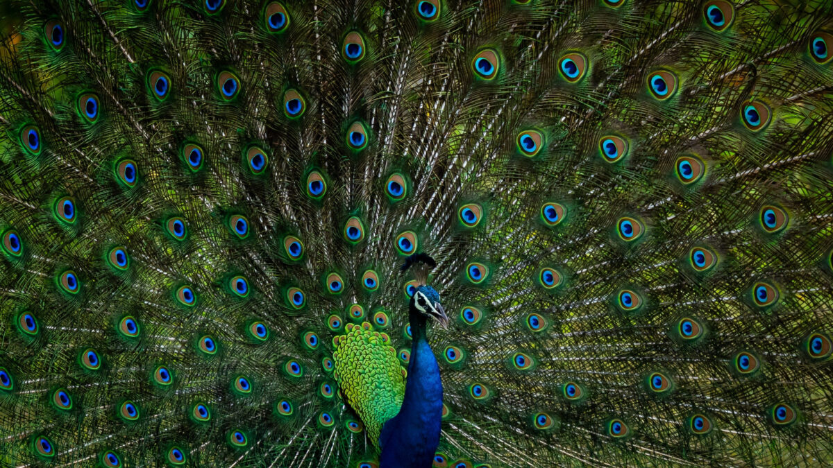 reizen naar Sri Lanka met Explore