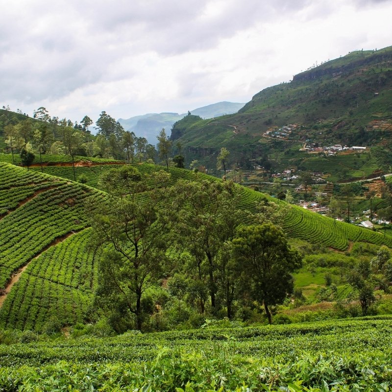 reizen naar Sri Lanka met Explore