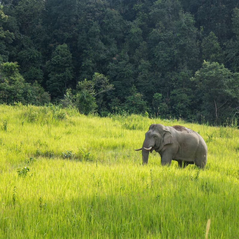 reizen naar Thailand met Explore